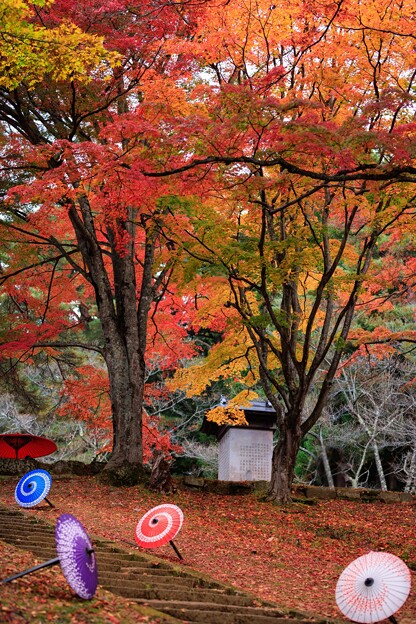 Photos: 和傘と紅葉