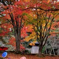 Photos: 和傘と紅葉