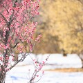 Photos: 雪上の紅梅と蝋梅