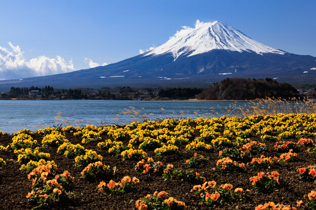写真: 可愛い花と富士山