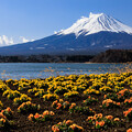 可愛い花と富士山