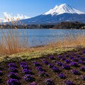 写真: 紫の花と富士山