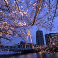 写真: 中央大橋と桜