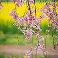 写真: 桜のれん＾＾