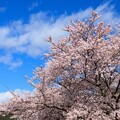 写真: 青空を仰ぎ見る桜