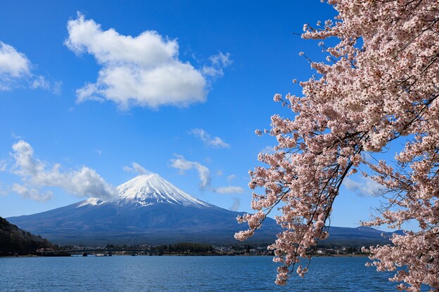 富士山と桜 ようやく雲が(^-^;