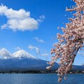 富士山と桜 ようやく雲が(^-^;