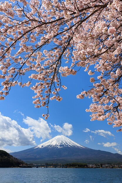 写真: 富士山と桜のれん