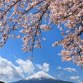 富士山と桜のれん
