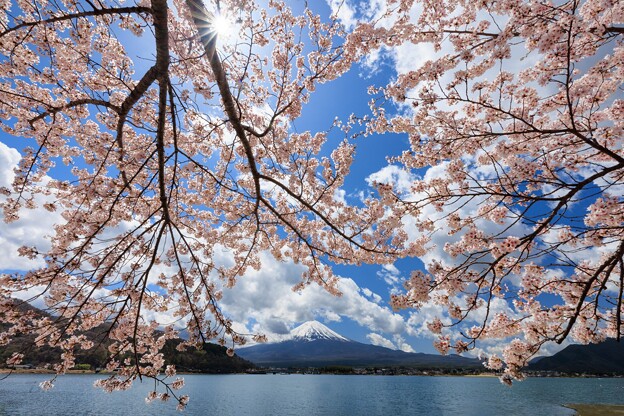富士山と桜 ウニウニ添え