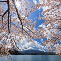 富士山と桜 ウニウニ添え