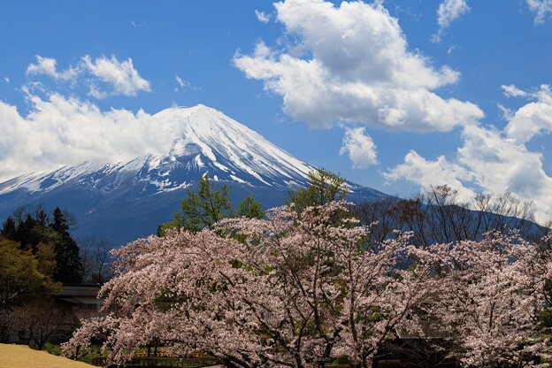 富士山 桜を従える