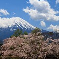 写真: 富士山 桜を従える