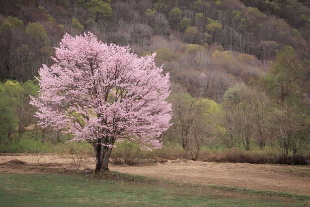 写真: 桧原の一本桜