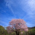 写真: 桜から噴き出る？