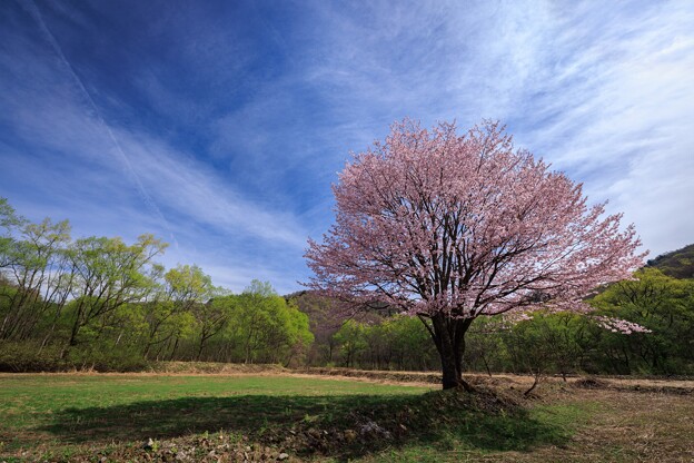 写真: 桜のオーラ