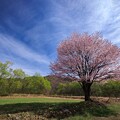 写真: 桜のオーラ