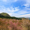 写真: 桜峠　終焉(^-^;