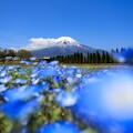 写真: ネモフィラと富士山その２