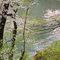 写真: 散りゆく桜（千鳥ヶ淵）