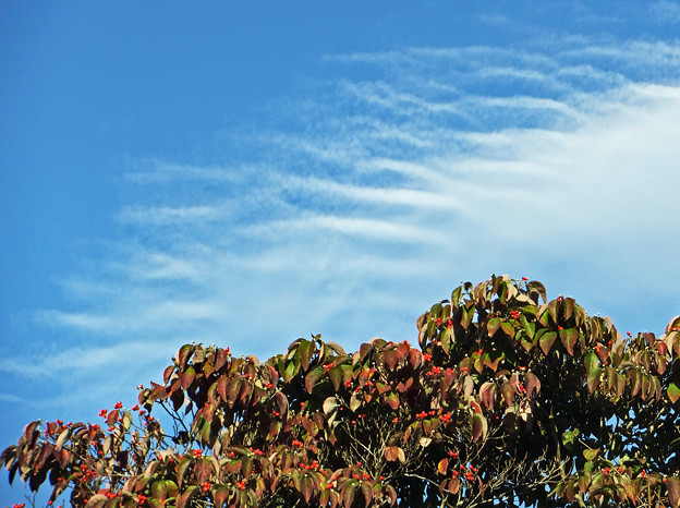写真: ハナミズキと波打つ雲