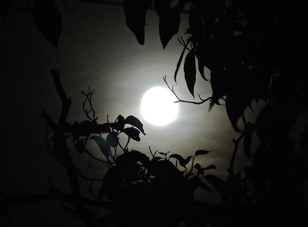 写真: 月(1) 十三夜の月