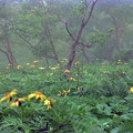 #6 茶臼岳の花畑