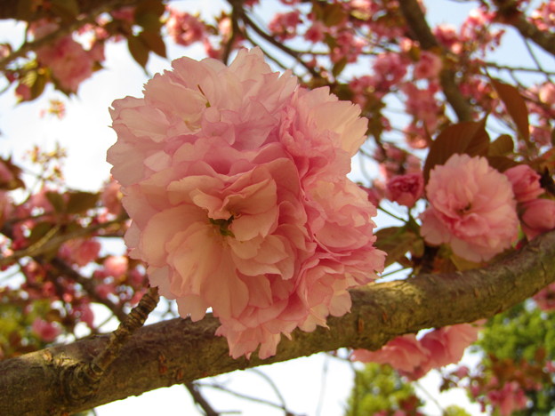 牡 丹 桜