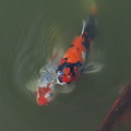 写真: 池 の 鯉