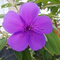 写真: 紫紺野牡丹