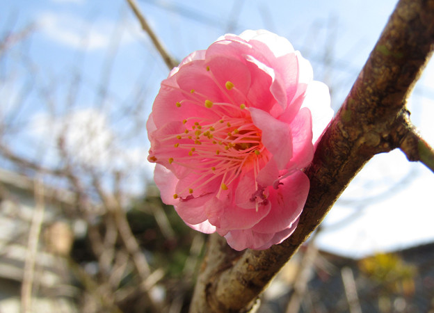 写真: 梅の花一輪