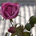 Photos: 薔薇の花