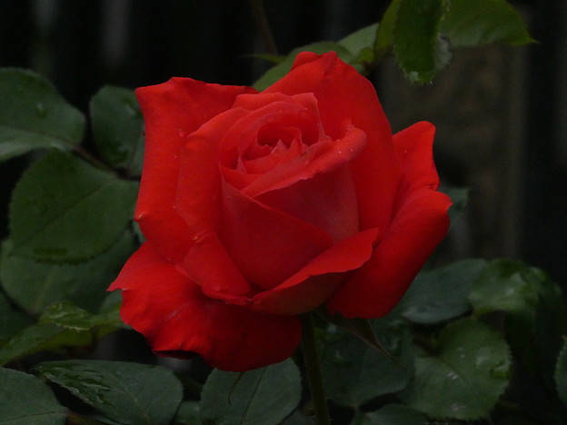 写真: 赤い薔薇