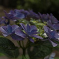 紫 陽 花