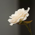 写真: 薔薇の花