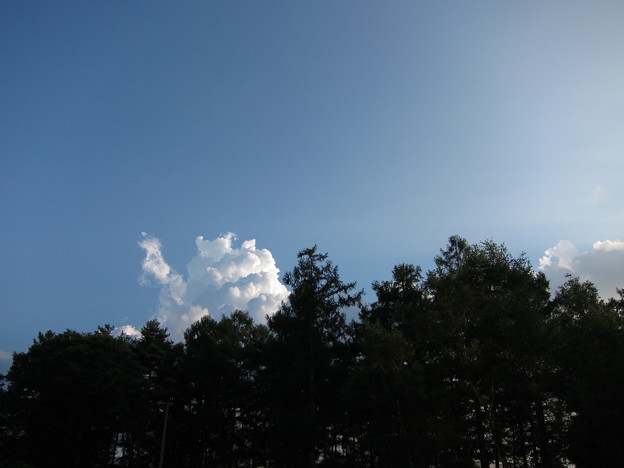 写真: 空・雲・木