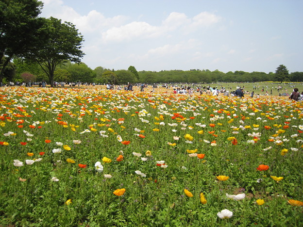 写真: 昭和記念公園にて