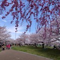 写真: 桜日和♪