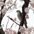 写真: 桜ツミリン〜♪