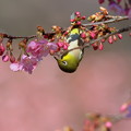 写真: 桜メジロン♪