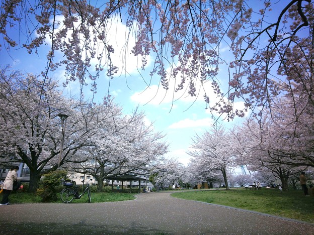 桜日和♪
