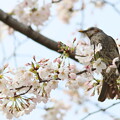 写真: 桜コラボ