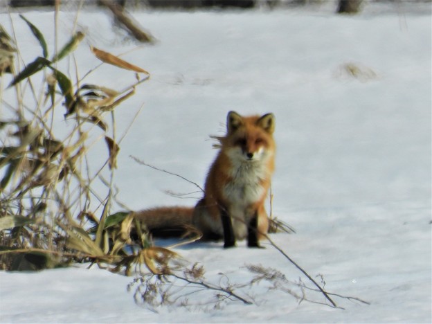 写真: 北狐