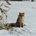 写真: 北狐