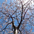 写真: 公園桜_1