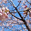写真: 公園桜_2