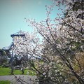 写真: 千島桜と展望台
