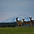 Photos: 蝦夷鹿と利尻富士