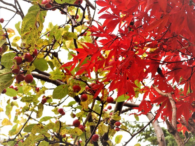 写真: 庭木の紅葉_2