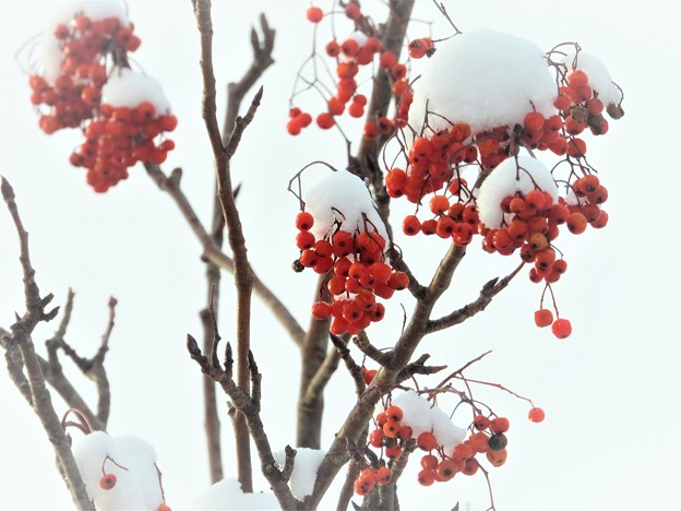 写真: 木の上で凍える赤い実